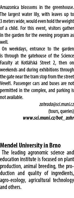 Amazonica blossoms in the greenhouse. The largest water lily, with leaves up to 3 meters wide, would even hold the we...