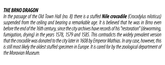 THE BRNO DRAGON In the passage of the Old Town Hall (no. 8) there is a stuffed Nile crocodile (Crocodylus niloticus) ...