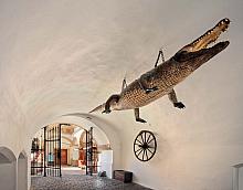 In the passage of the Old Town Hall (no. 8) there is a stuff ed Nile crocodile (Crocodylus niloticus) suspended from the ceiling and bearing a ...