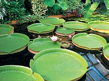 The giant Victoria Regia water lily can hold a young child
